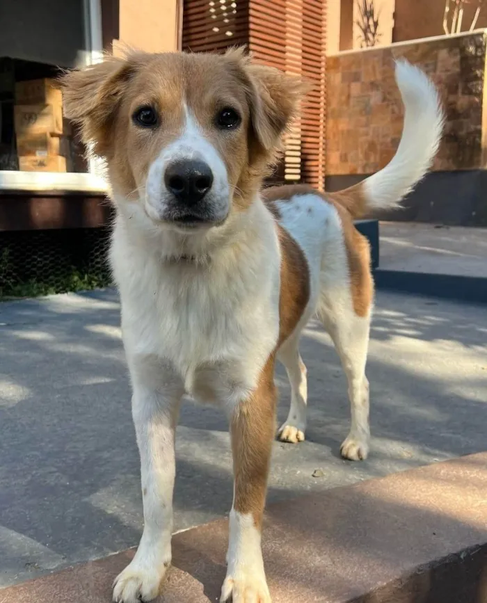 Cachorro ra a SRD-ViraLata idade 2 anos nome Maverick