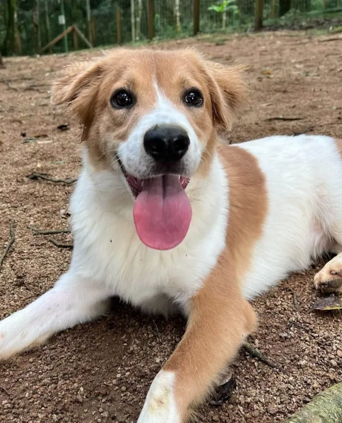 Cachorro ra a SRD-ViraLata idade 2 anos nome Maverick