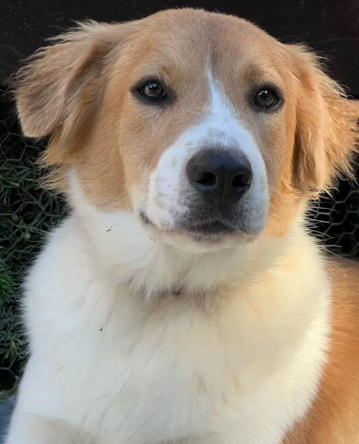 Cachorro ra a SRD-ViraLata idade 2 anos nome Maverick