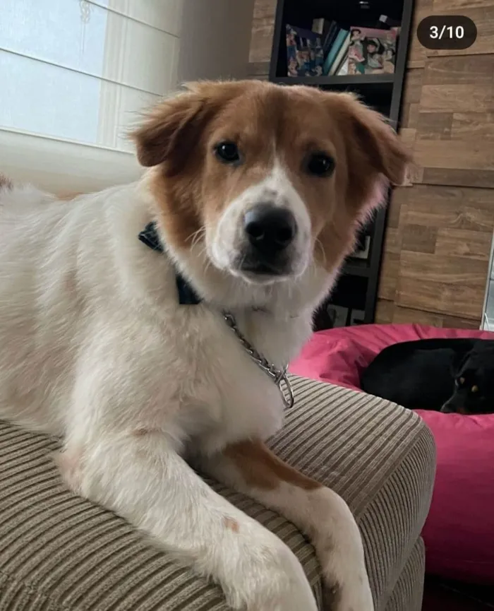 Cachorro ra a SRD-ViraLata idade 2 anos nome Maverick