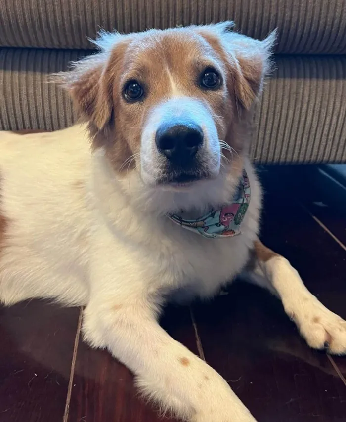 Cachorro ra a SRD-ViraLata idade 2 anos nome Maverick