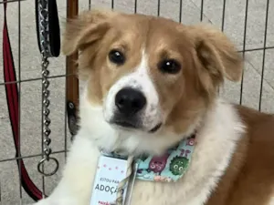 Cachorro raça SRD-ViraLata idade 2 anos nome Maverick