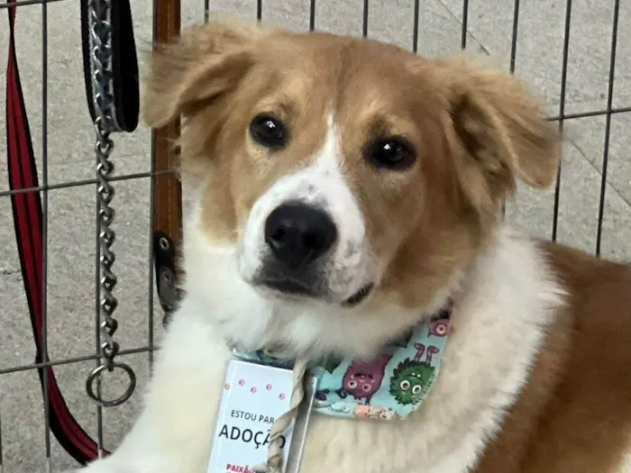 Cachorro ra a SRD-ViraLata idade 2 anos nome Maverick