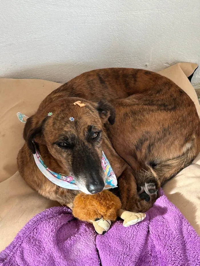 Cachorro ra a SRD-ViraLata idade 6 ou mais anos nome Olivia