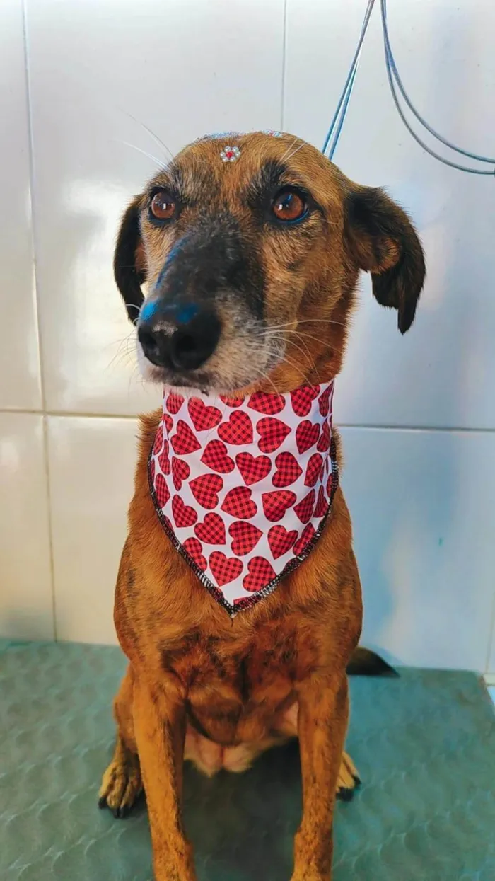 Cachorro ra a SRD-ViraLata idade 6 ou mais anos nome Olivia