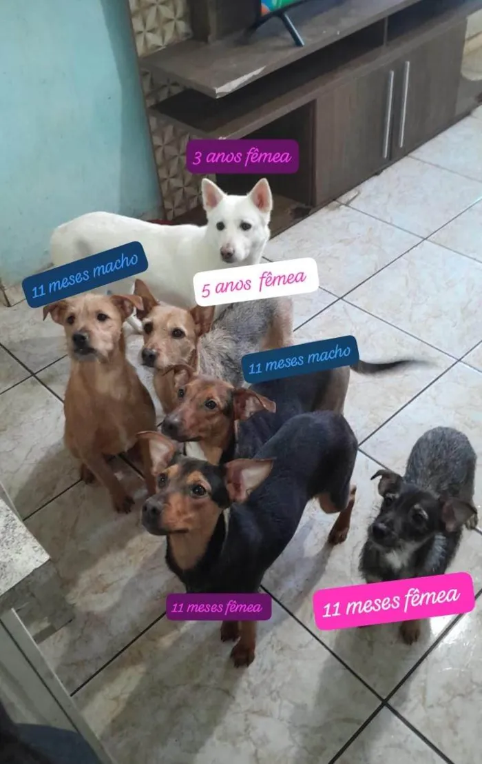 Cachorro ra a SRD-ViraLata idade 7 a 11 meses nome Loba 3 anos (fêmea), Xuru 5 anos (fêmea), Mario 11 meses (macho), Pudim 11 meses (macho), Pipoca 11 meses (fêmea) e Titinha 11 meses (fêmea) 