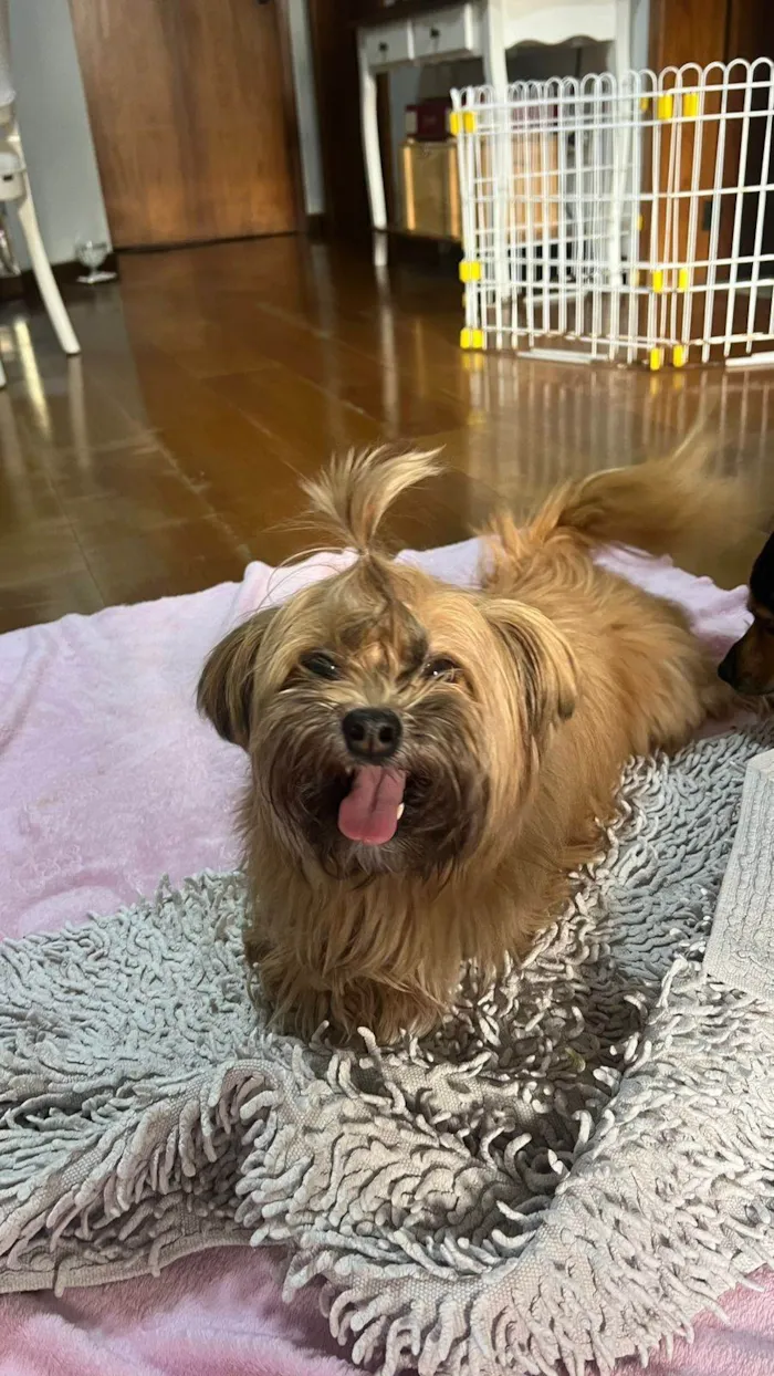 Cachorro ra a Yorkshire idade 3 anos nome Woody