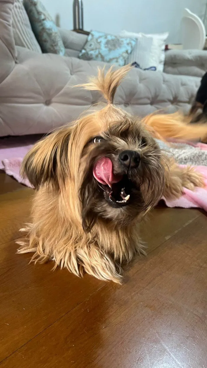 Cachorro ra a Yorkshire idade 3 anos nome Woody