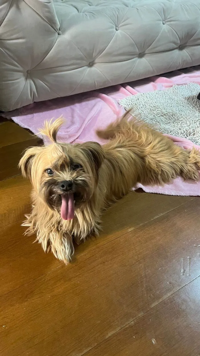 Cachorro ra a Yorkshire idade 3 anos nome Woody