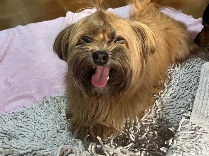 Cachorro ra a Yorkshire idade 3 anos nome Woody