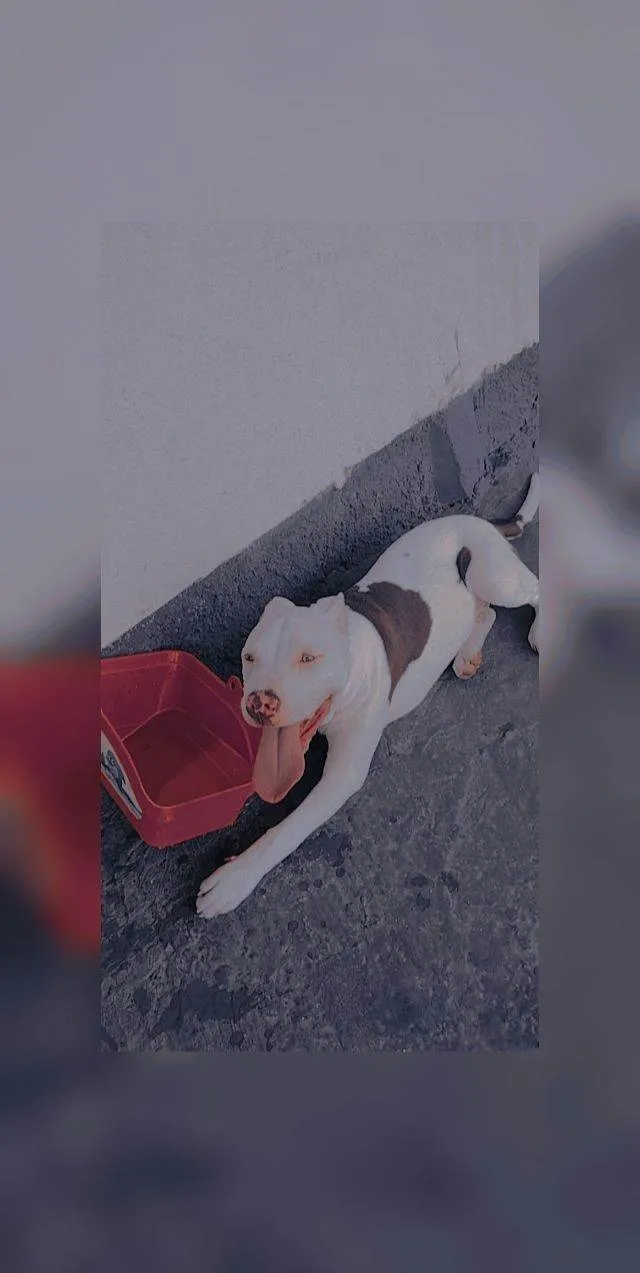 Cachorro ra a Pit-Bull idade 3 anos nome Adote: Zeus e safira. 