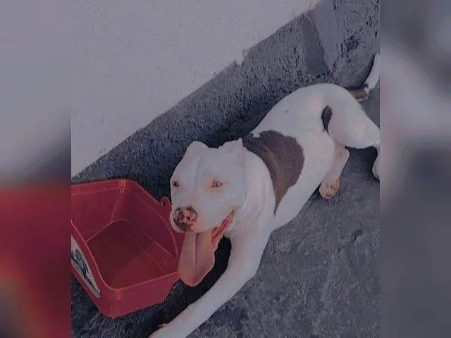Cachorro ra a Pit-Bull idade 3 anos nome Adote: Zeus e safira. 