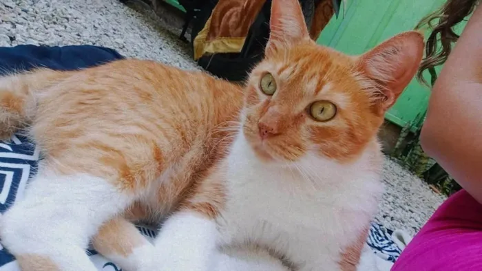 Gato ra a SRD-ViraLata idade 3 anos nome Papece/Space