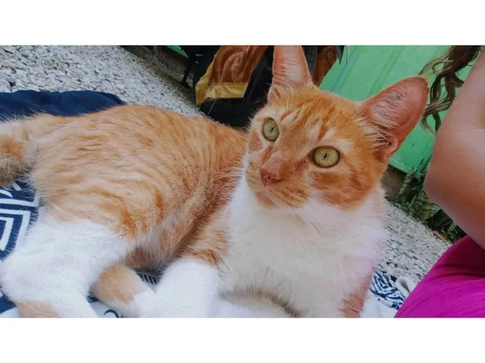 Gato ra a SRD-ViraLata idade 3 anos nome Papece/Space