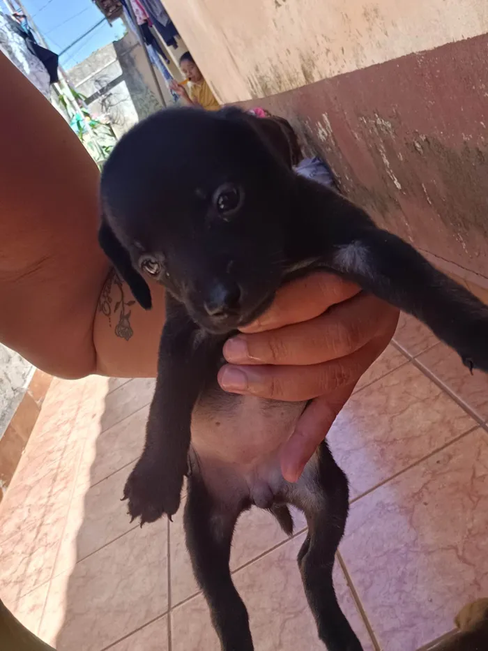 Cachorro ra a SRD-ViraLata idade Abaixo de 2 meses nome Sem nome