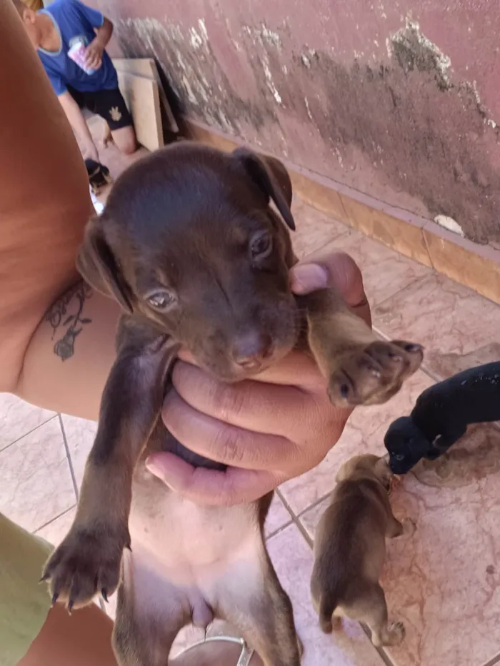 Cachorro ra a SRD-ViraLata idade Abaixo de 2 meses nome Sem nome