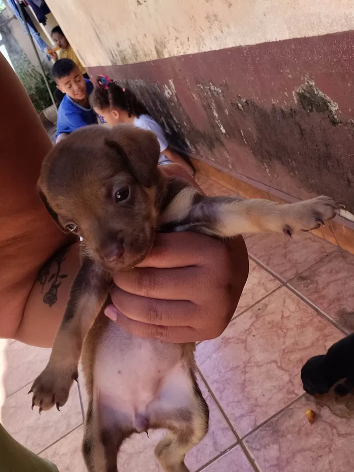 Cachorro ra a SRD-ViraLata idade Abaixo de 2 meses nome Sem nome