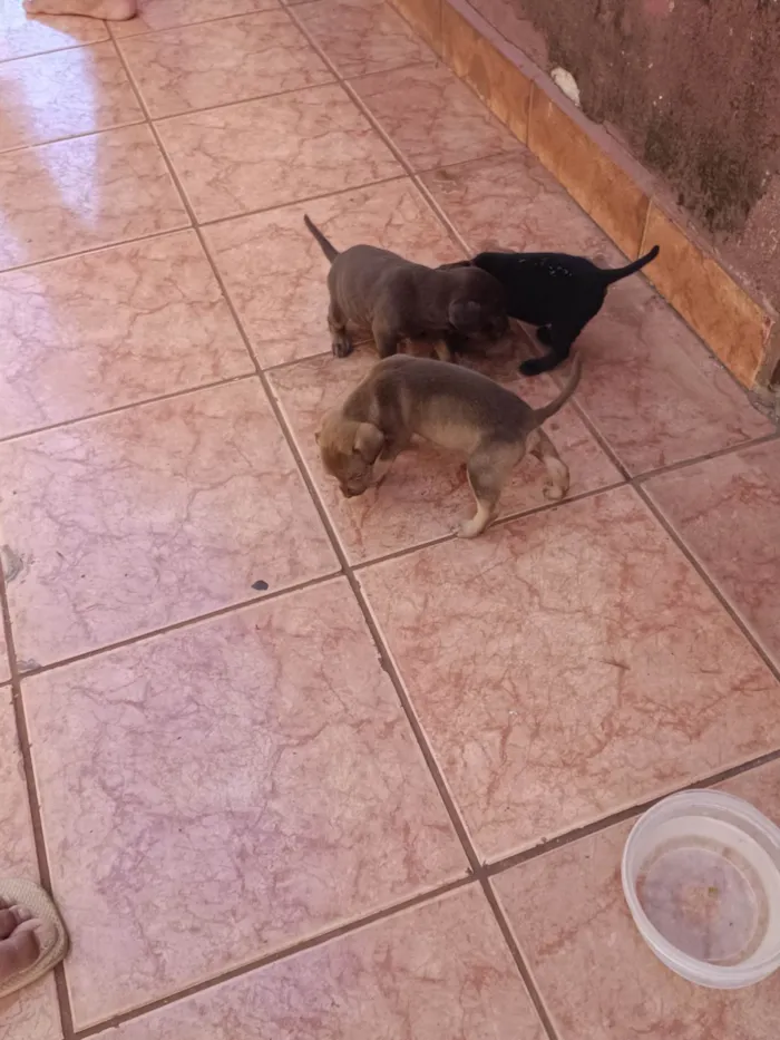 Cachorro ra a SRD-ViraLata idade Abaixo de 2 meses nome Sem nome