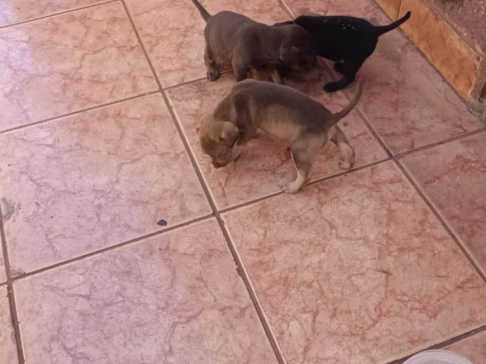 Cachorro ra a SRD-ViraLata idade Abaixo de 2 meses nome Sem nome