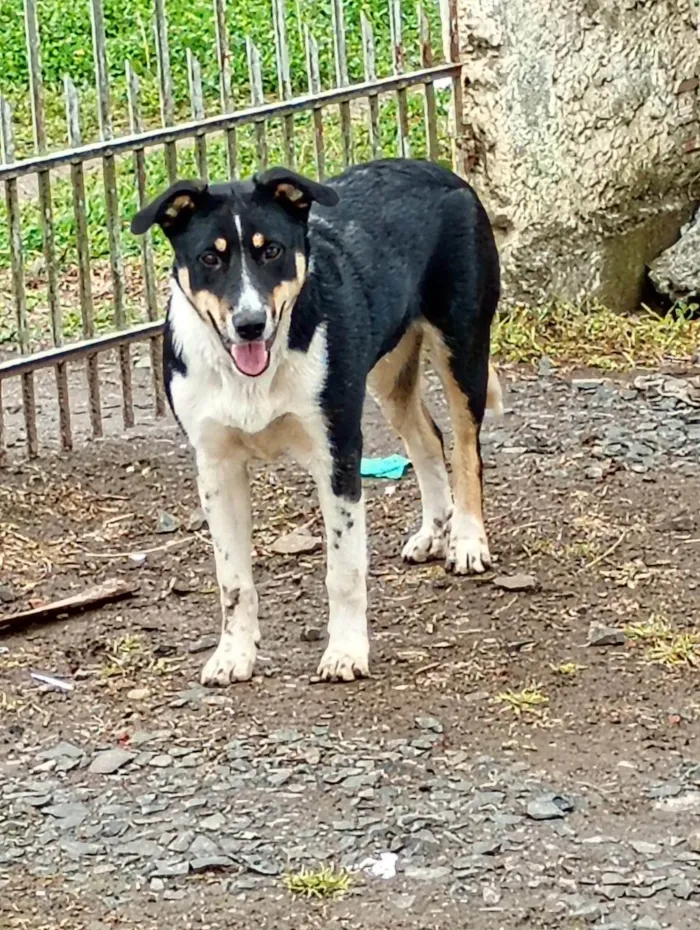 Cachorro ra a SRD-ViraLata idade 2 a 6 meses nome Meg