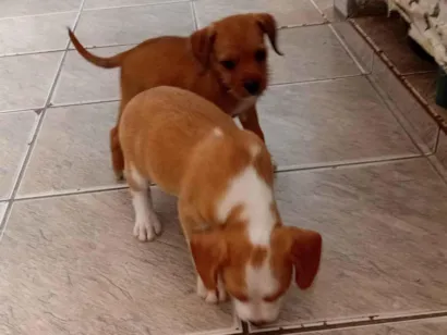 Cachorro raça SRD-ViraLata idade Abaixo de 2 meses nome Sem nomes