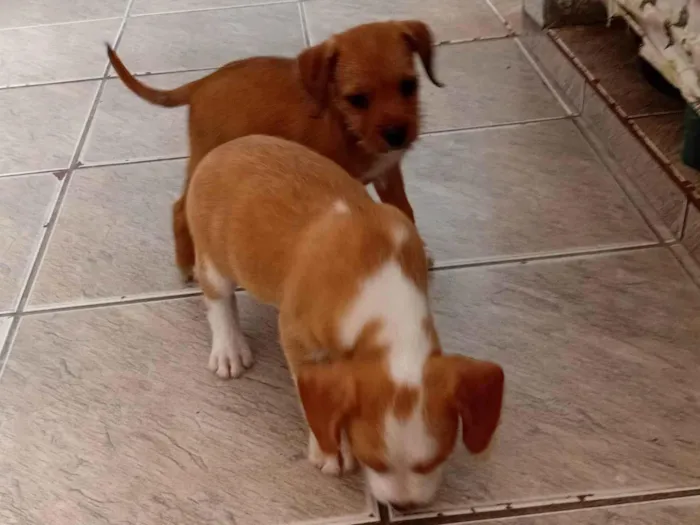 Cachorro ra a SRD-ViraLata idade Abaixo de 2 meses nome Sem nomes