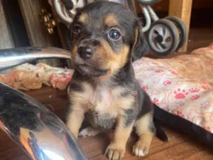 Cachorro raça Shitzu idade 7 a 11 meses nome Estrela 