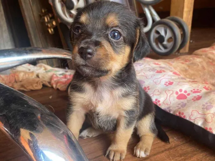 Cachorro ra a Shitzu idade 7 a 11 meses nome Estrela 