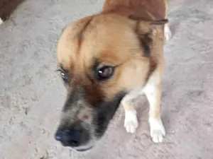 Cachorro raça SRD-ViraLata idade 2 anos nome MIHALK