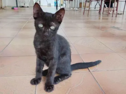 Gato raça SRD-ViraLata idade 2 a 6 meses nome Tigrão