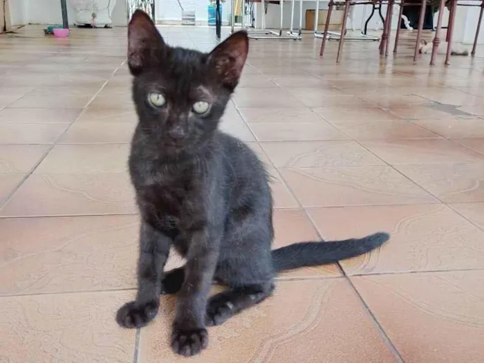 Gato ra a SRD-ViraLata idade 2 a 6 meses nome Tigrão