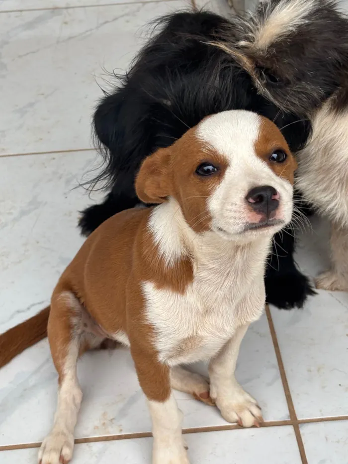 Cachorro ra a SRD-ViraLata idade 7 a 11 meses nome Nina
