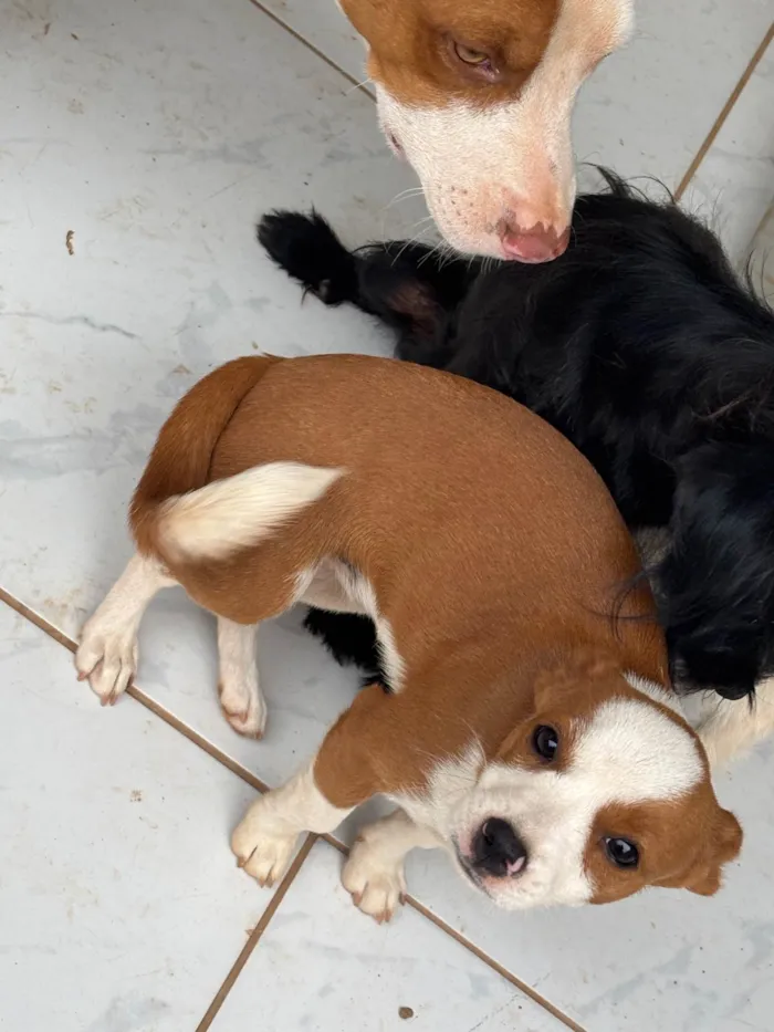 Cachorro ra a SRD-ViraLata idade 7 a 11 meses nome Nina