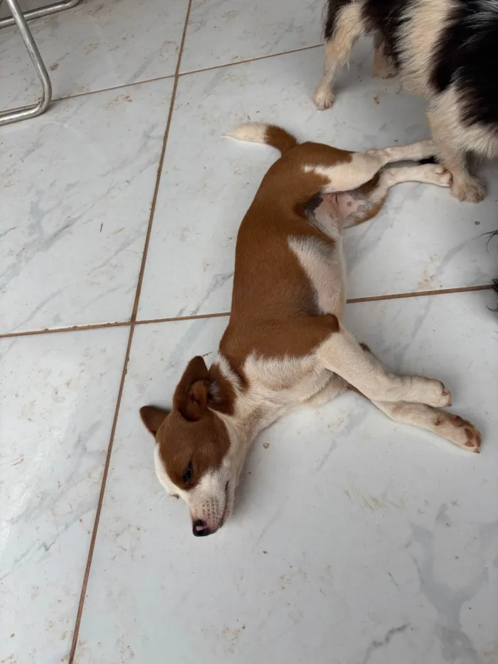 Cachorro ra a SRD-ViraLata idade 7 a 11 meses nome Nina
