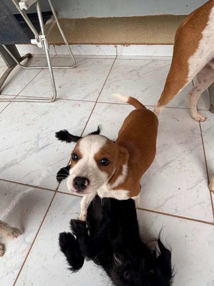 Cachorro ra a SRD-ViraLata idade 7 a 11 meses nome Nina