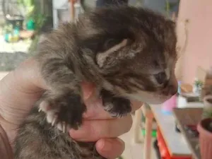 Gato raça SRD-ViraLata idade 2 a 6 meses nome Sem nomes