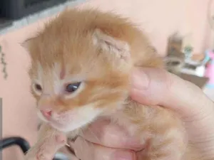 Gato raça SRD-ViraLata idade 2 a 6 meses nome Sem nome