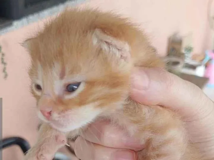 Gato ra a SRD-ViraLata idade 2 a 6 meses nome Sem nome