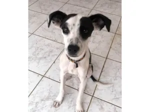 Cachorro raça SRD-ViraLata idade 2 a 6 meses nome Lola