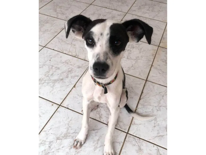 Cachorro ra a SRD-ViraLata idade 2 a 6 meses nome Lola