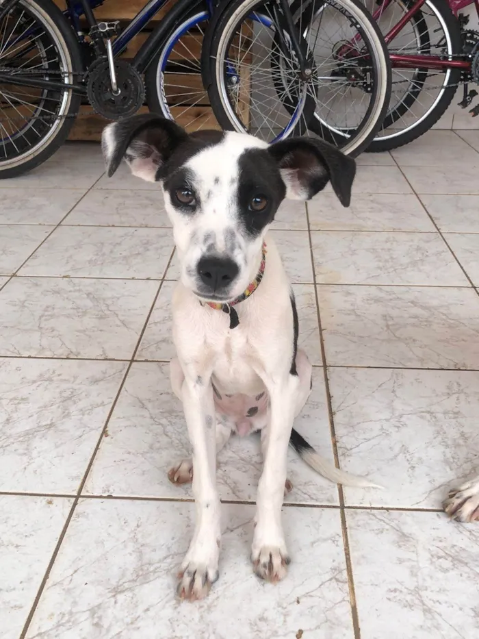 Cachorro ra a SRD-ViraLata idade 2 a 6 meses nome Lola