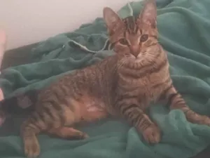 Gato raça SRD-ViraLata idade 7 a 11 meses nome Princesa