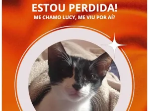 Gato raça SRD-ViraLata idade 2 a 6 meses nome Lucy