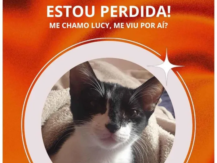 Gato ra a SRD-ViraLata idade 2 a 6 meses nome Lucy
