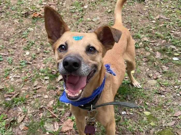 Cachorro ra a SRD-ViraLata idade 1 ano nome Charles