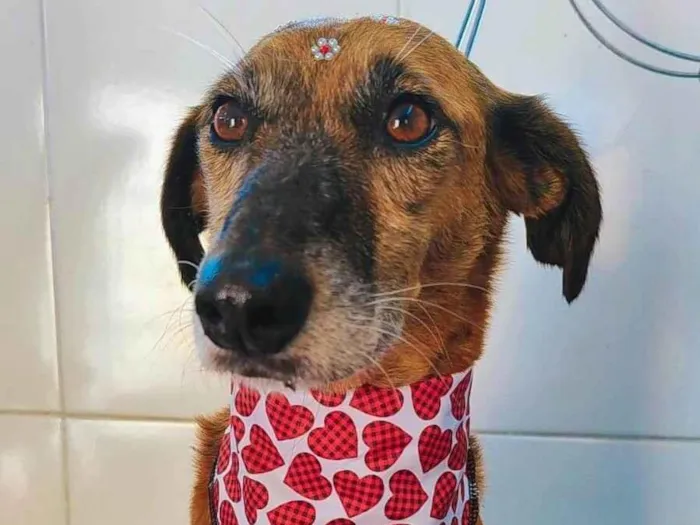 Cachorro ra a SRD-ViraLata idade 6 ou mais anos nome Olivia