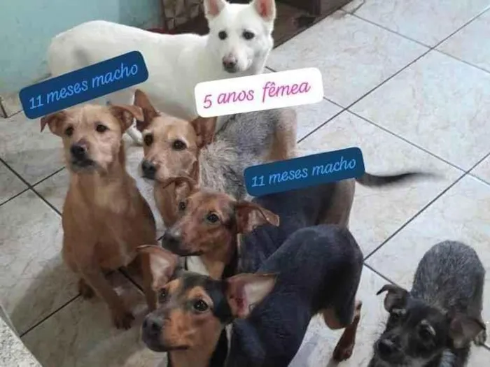 Cachorro ra a SRD-ViraLata idade 7 a 11 meses nome Loba 3 anos (fêmea), Xuru 5 anos (fêmea), Mario 11 meses (macho), Pudim 11 meses (macho), Pipoca 11 meses (fêmea) e Titinha 11 meses (fêmea) 
