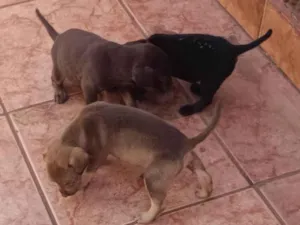 Cachorro raça SRD-ViraLata idade Abaixo de 2 meses nome Sem nome