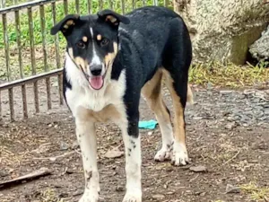 Cachorro raça SRD-ViraLata idade 2 a 6 meses nome Meg