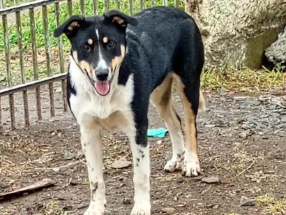 Cachorro raça SRD-ViraLata idade 2 a 6 meses nome Meg